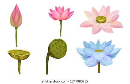 Lotus Aquatic Plant with Large Showy Flowers and Leaves Isolated on White Background Vector Set