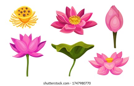 Lotus Aquatic Plant with Large Showy Flowers and Leaves Isolated on White Background Vector Set