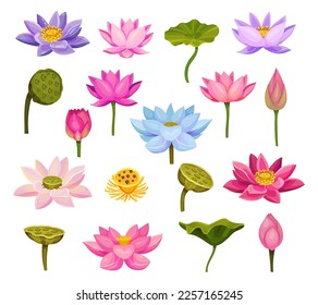 Lotus Aquatic Plant with Large Showy Flowers and Leaves Big Vector Set