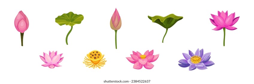 Lotus Aquatic Plant with Large Showy Flower Vector Set