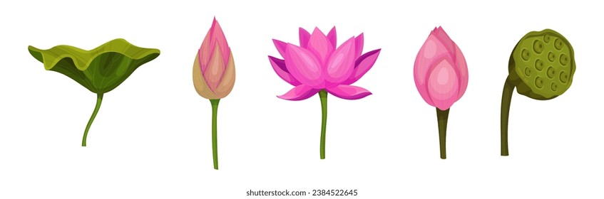 Lotus Aquatic Plant with Large Showy Flower Vector Set