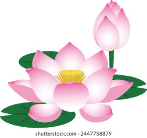 El loto es una planta acuática que forma tubérculos en el suelo en el fondo del agua, y luego extiende hojas y tallos de flores a la superficie del agua.
