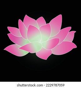 Lotus with Beautiful Pink Color