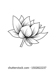 Fleur De Lotus Dessin Images Stock Photos Vectors