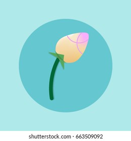 Lotus Bud