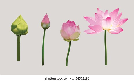 Lotus bud and lotus blossom bloom