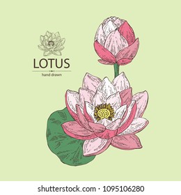 Lotus: bud, lotus flower and leaves. Vector hand drawn illustration.