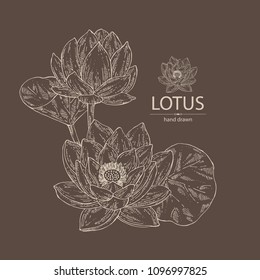 Lotus: bud, lotus flower and leaves. Vector hand drawn illustration.
