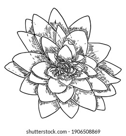 Lotus bud, line art stylized. Lotus flower bloom. Black white, hand drawn isolated water pond lily floral. Body and mind design element. Vector.