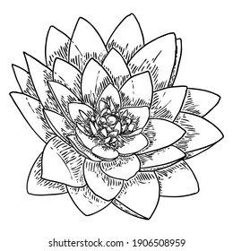 Lotus bud, line art stylized. Lotus flower bloom. Black white, hand drawn isolated water pond lily floral. Body and mind design element. Vector.