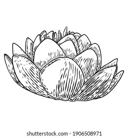 Lotus bud, line art stylized. Lotus flower bloom. Black white, hand drawn isolated water pond lily floral. Body and mind design element. Vector.