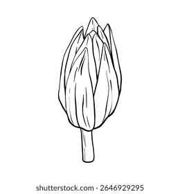 Silhueta de botões de lótus. Ilustração vetorial de contorno Waterlily Black pintada por tintas pretas. Padrão de linha entalhado desenhado à mão com florescência para decoração, papel de parede, cartaz, banner, cartão