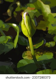 Lotus bud in sunlight shade vector art