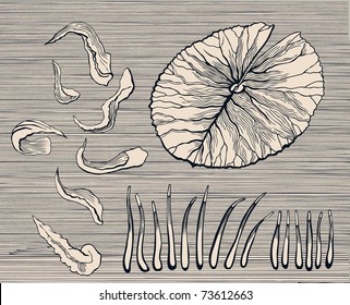 Lotus elements. Leaf and polen.