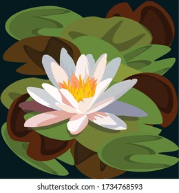 
lotus with floating leaves in the water