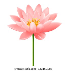 Lotus flower