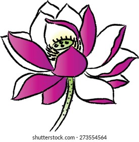 lotus flower