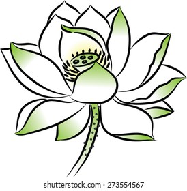 lotus flower
