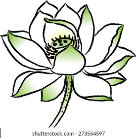 lotus flower