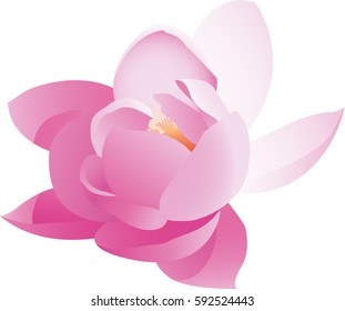 Lotus flower