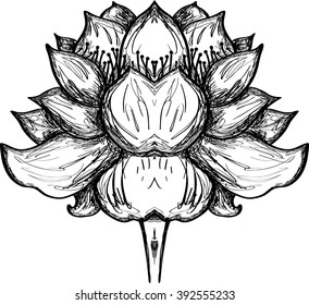 Lotus flower. Black and white vector illustration.