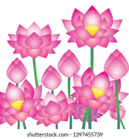 lotus flower bloom flower bud vector illustration isolated background