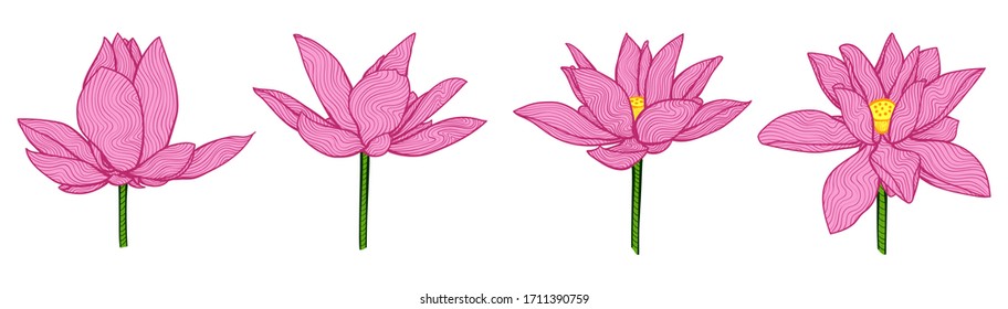 Lotus Flower Blossom Illustration Set, Isolated Vector