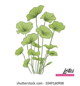 Lotus Flower. Botanical illustration style. Stock vector illustration.
