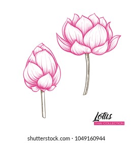 Lotus Flower. Botanical illustration style. Stock vector illustration.
