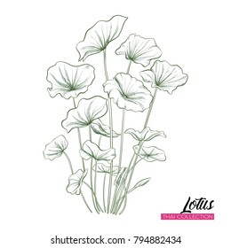 Lotus Flower. Botanical illustration style. Stock vector illustration.