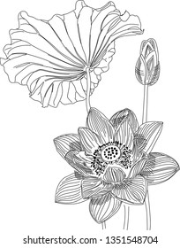 lotus flower and bud