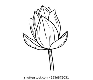 Lotus flower bud line sketch isolated on white. Botanical hand drawn illustration