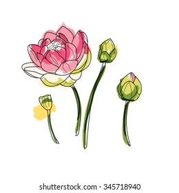 Lotus flower  and buds isolated vector.