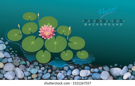A lotus flower floating on a river and pebbles