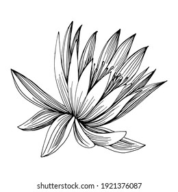 lotus flower. Floral botanical flower. Isolated illustration element. Vector hand drawing wildflower for background, texture, wrapper pattern, frame or border.