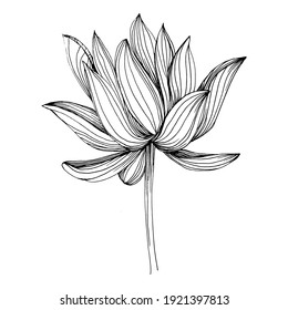 lotus flower. Floral botanical flower. Isolated illustration element. Vector hand drawing wildflower for background, texture, wrapper pattern, frame or border.