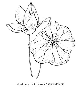lotus flower. Floral botanical flower. Isolated illustration element. Vector hand drawing wildflower for background, texture, wrapper pattern, frame or border.