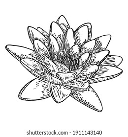 Lotus flower. Floral botanical water lily flower. Isolated blooming pond wildflower. Lotus flower for spiritual body and mind designs, spa, meditation, religion, yoga. Vector.