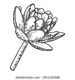 Lotus flower. Floral botanical water lily flower. Isolated blooming pond wildflower. Lotus flower for spiritual body and mind designs, spa, meditation, religion, yoga. Vector.