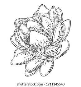 Lotus flower. Floral botanical water lily flower. Isolated blooming pond wildflower. Lotus flower for spiritual body and mind designs, spa, meditation, religion, yoga. Vector.