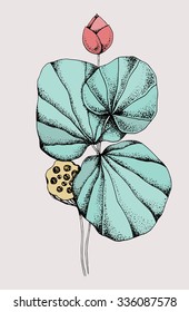 lotus flower graphic colored