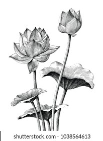 Lotus flower hand drawing vintage engraving style