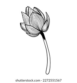 Lotus flower hand drawn sketch doodle black illustration isolated on white background