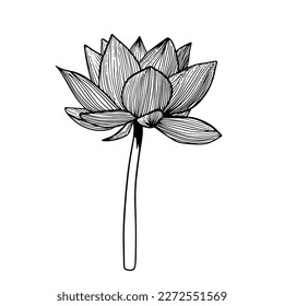 Lotus flower hand drawn sketch doodle black illustration isolated on white background
