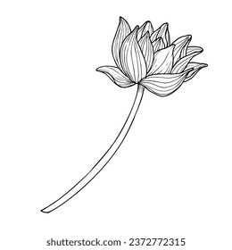 Lotus Flower. Hand drawn vector illustration of water lily in black and white colors. Drawing of Asian plant in line art style. Floral sketch for greeting cards or invitations. Symbol of purity.