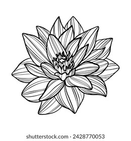 Lotus flower hand drawn. Vector line art illustration.