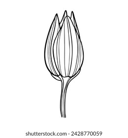 Lotusblume handgezeichnet. Illustration der Vektorlinienkunst.