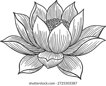 Lotus flower hand drawn vector illustration line art
