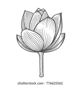 Lotus flower illustration, line pattern. Vector artwork. Coloring book page for adult. Love bohemia concept for wedding invitation card, ticket, branding, boutique logo, label. Gift for girl and women