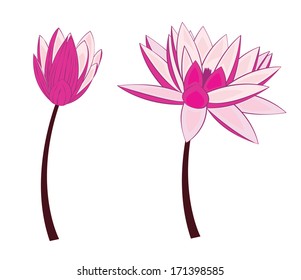 Lotus flower isolate on white background